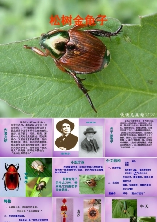 中学七年级语文下册(16 松树金龟子)课件 (新版)苏教版 课件