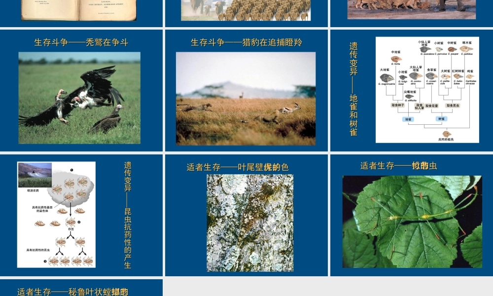 八年级生物下册 自然选择知识背景1课件 人教新课标版 课件