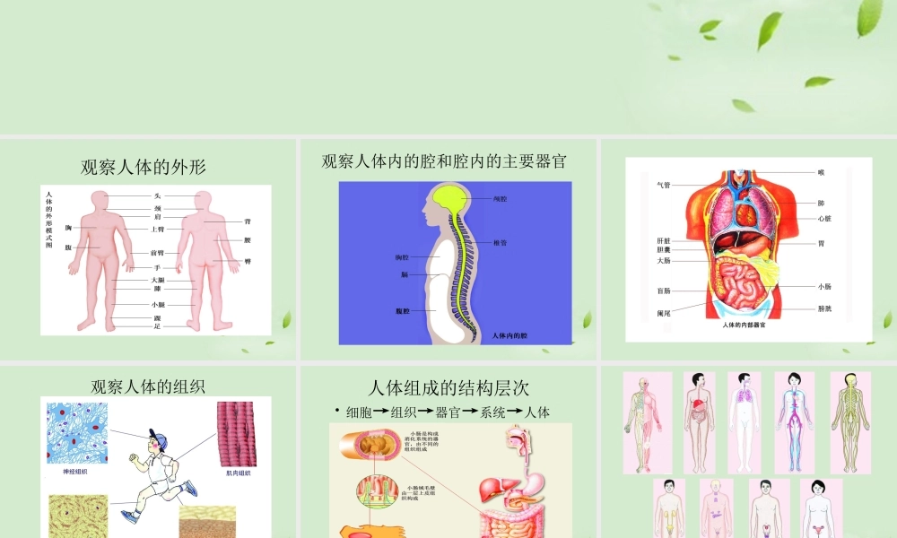 七年级生物 第2节 人体和动物课件 苏科版 课件