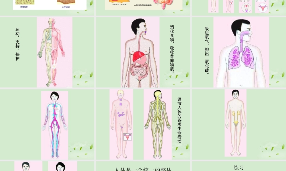 七年级生物 第2节 人体和动物课件 苏科版 课件