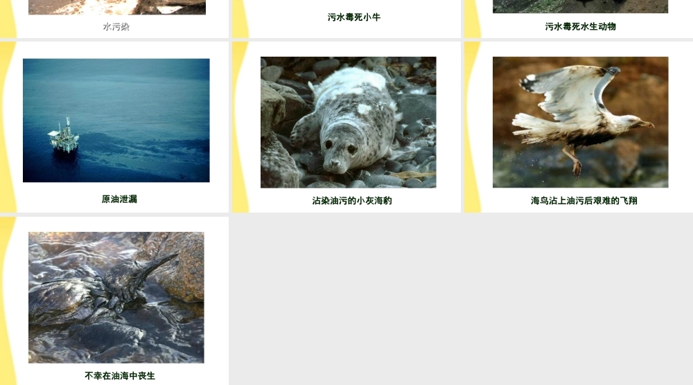 七年级生物下册 环境的污染1课件 人教新课标版 课件