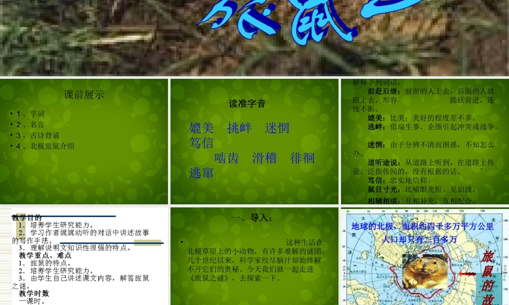 八年级语文下册 13 旅鼠之迷课件 新人教版 课件