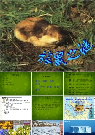 八年级语文下册 13 旅鼠之迷课件 新人教版 课件