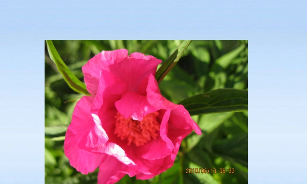 七年级生物上册 植物体结构层次课件 人教新课标版 课件