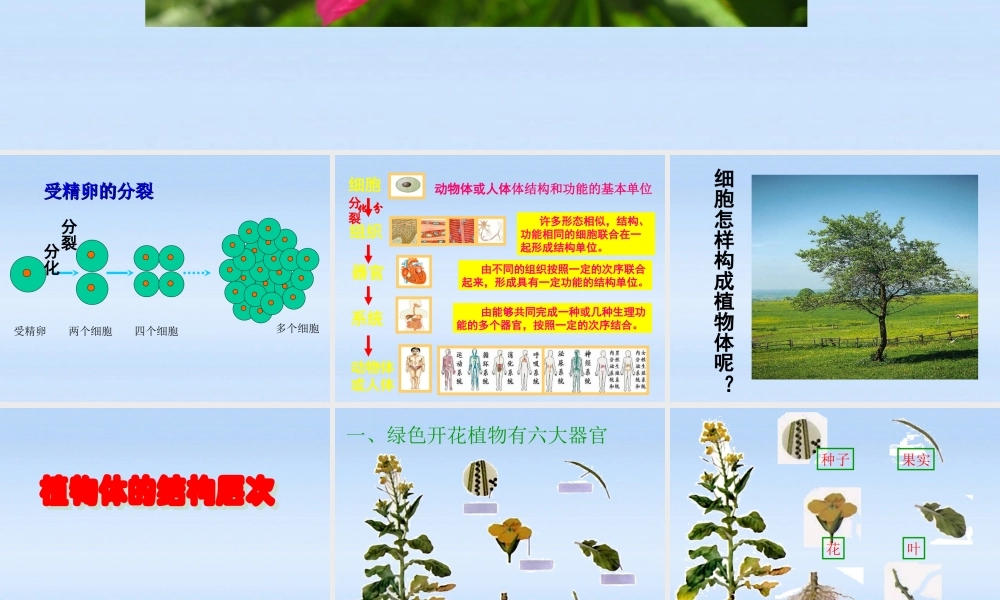 七年级生物上册 植物体结构层次课件 人教新课标版 课件