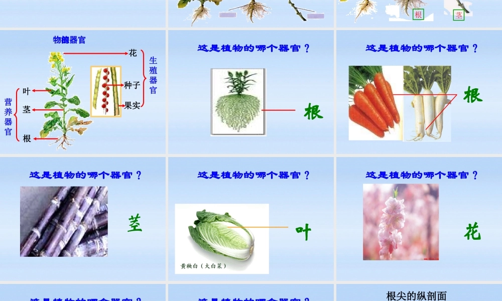 七年级生物上册 植物体结构层次课件 人教新课标版 课件