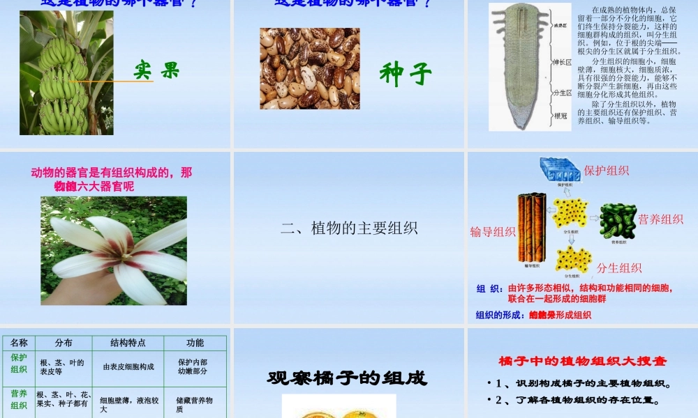 七年级生物上册 植物体结构层次课件 人教新课标版 课件