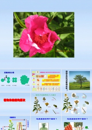 七年级生物上册 植物体结构层次课件 人教新课标版 课件