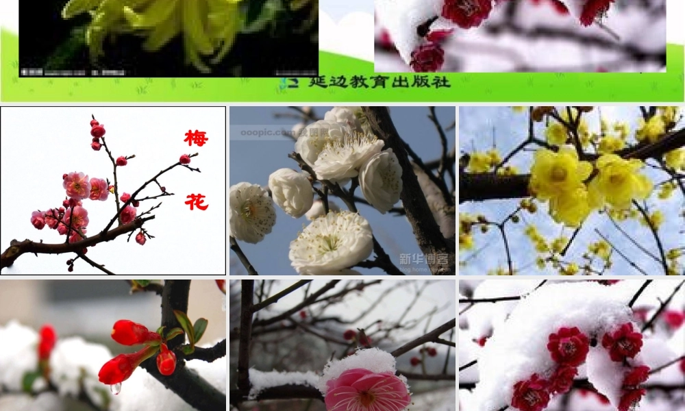《梅花》课件