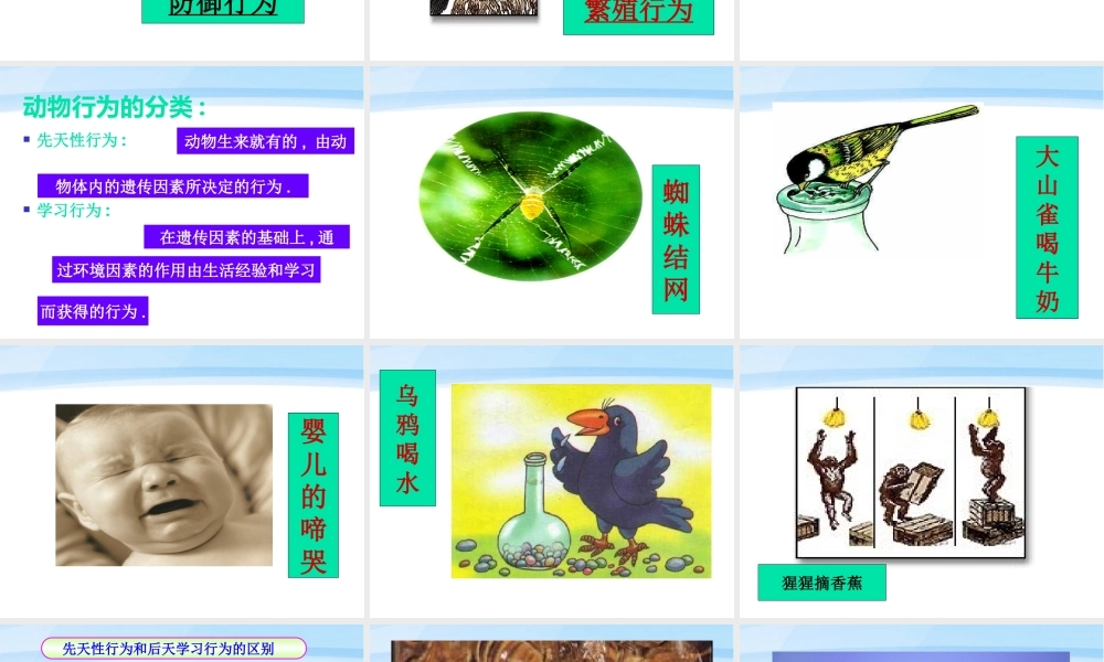 七年级生物上册 动物的行为新授课课件 济南版 课件