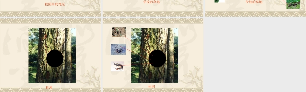 教科版小学科学三年级上册第二单元《采访小动物》课件