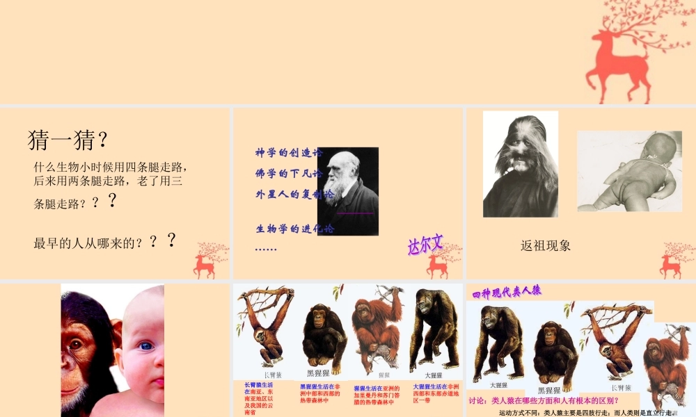 八年级生物下册 第六单元 生物的繁衍和发展 第三章 生物的起源与进化 6.3.3 人类的起源课件(新版)冀教版 课件