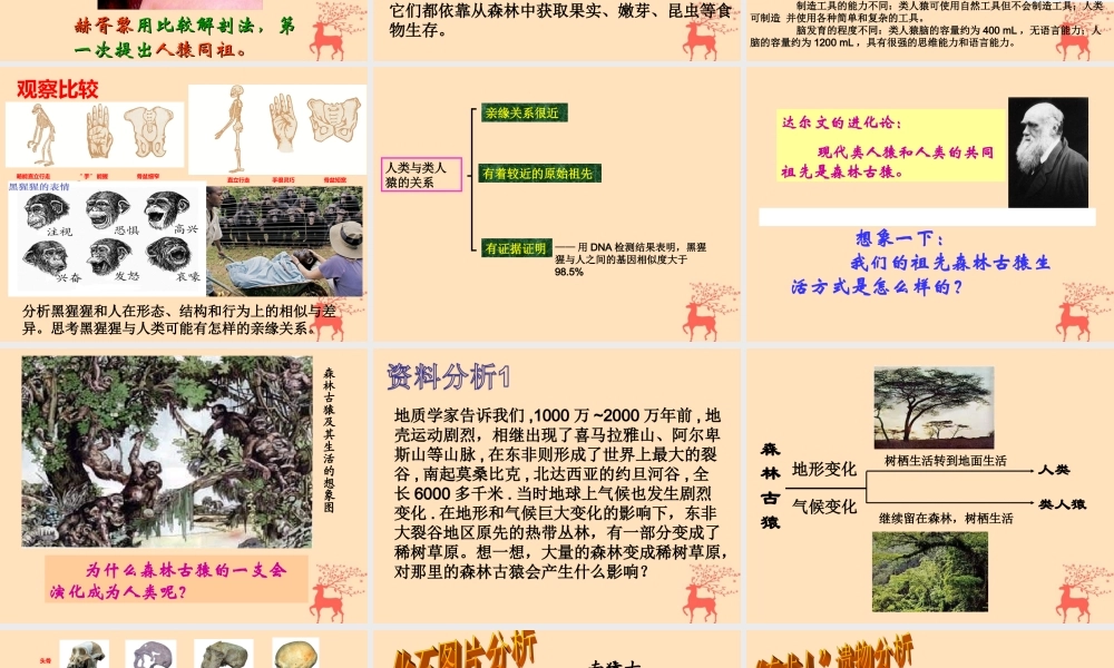 八年级生物下册 第六单元 生物的繁衍和发展 第三章 生物的起源与进化 6.3.3 人类的起源课件(新版)冀教版 课件