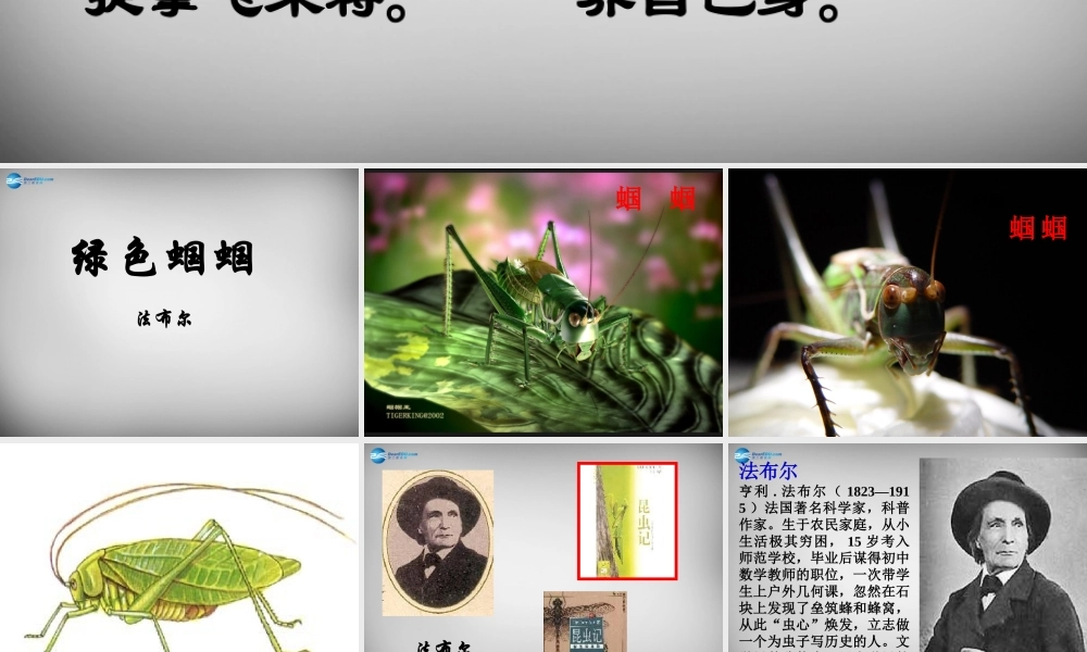 中学七年级语文上册 第23课 绿色蝈蝈课件 (新版)新人教版 课件