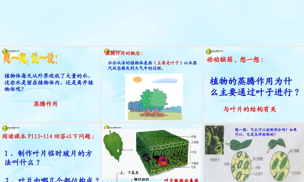 中学七年级生物上册(3.3 绿色植物参与生物圈的水循环)课件 新人教版 课件