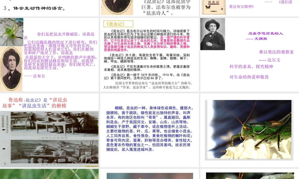《绿色蝈蝈》课件7