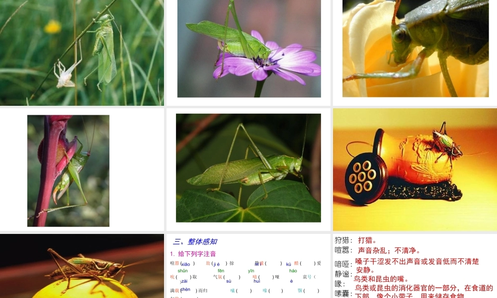 《绿色蝈蝈》课件7