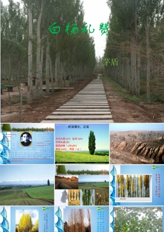 八年级语文下册(白杨礼赞)课件 苏教版 课件