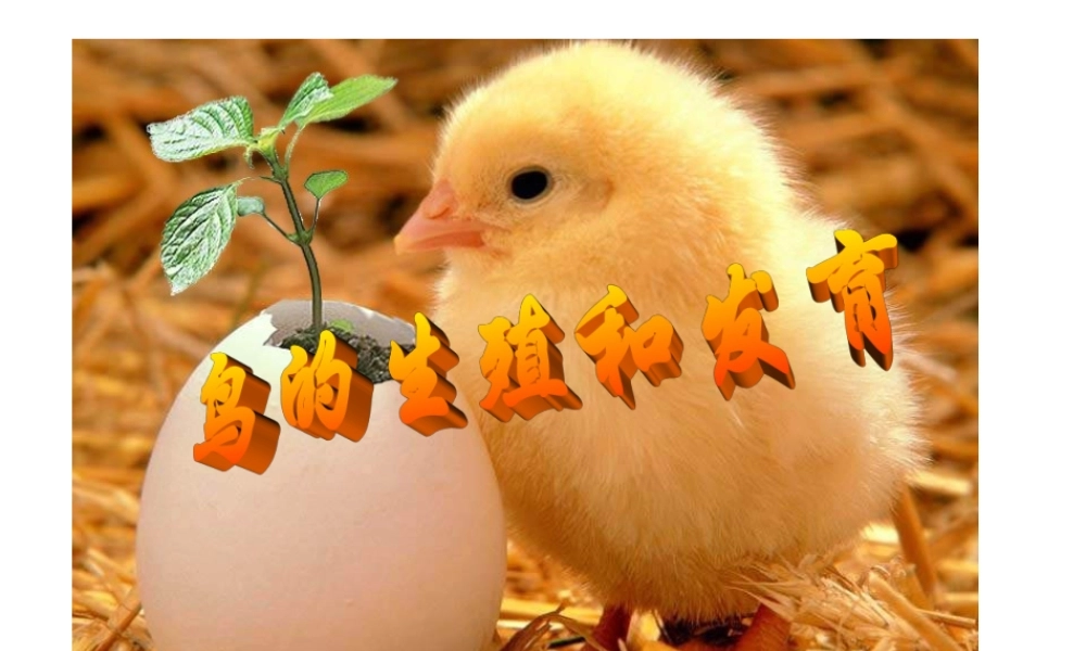 八年级生物 鸟的生殖和发育课件