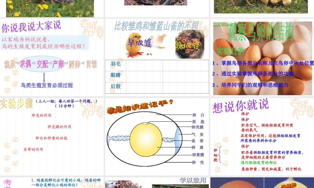 八年级生物 鸟的生殖和发育课件