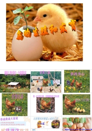 八年级生物 鸟的生殖和发育课件