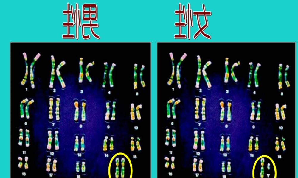 八年级生物下册 第六单元 第二章 第一节 三、人的性别决定 人的染色体组成课件 冀少版 课件