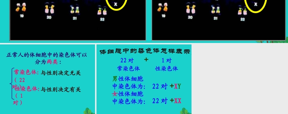 八年级生物下册 第六单元 第二章 第一节 三、人的性别决定 人的染色体组成课件 冀少版 课件