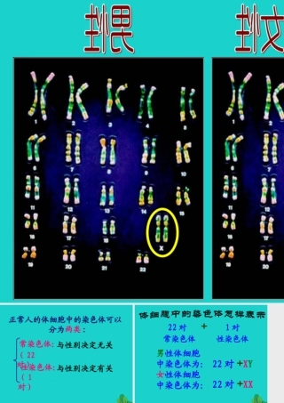 八年级生物下册 第六单元 第二章 第一节 三、人的性别决定 人的染色体组成课件 冀少版 课件