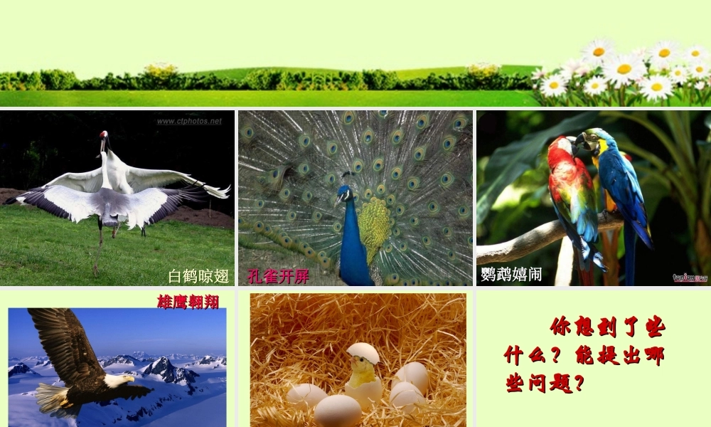 科学·技术·社会带你参观养鸡场-(2)