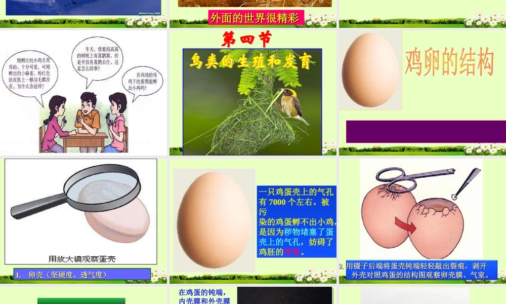 科学·技术·社会带你参观养鸡场-(2)