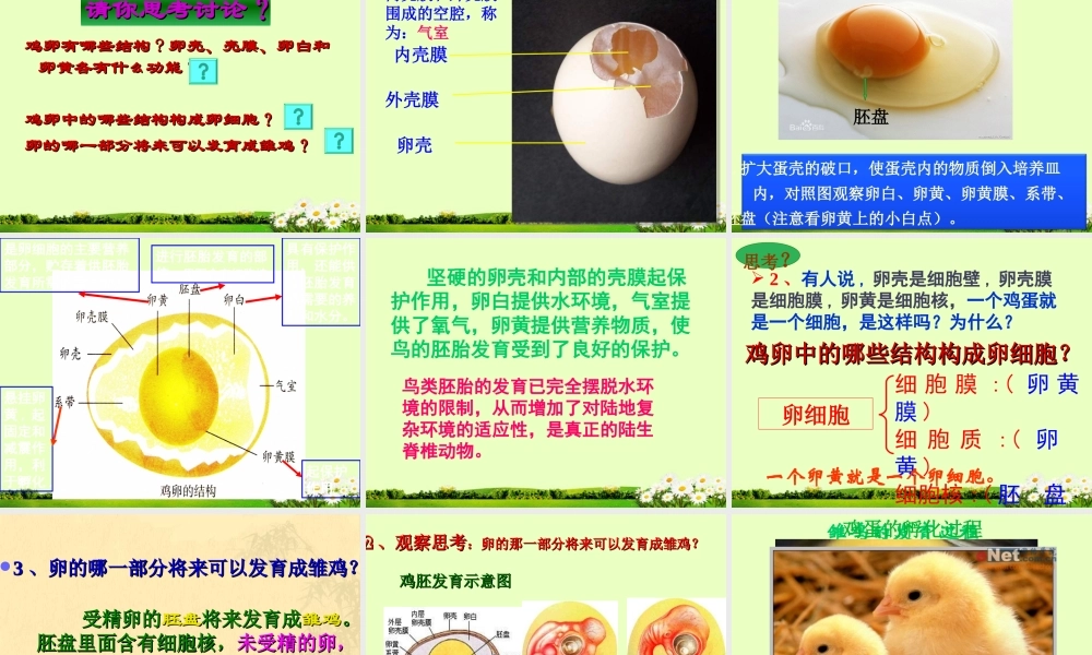 科学·技术·社会带你参观养鸡场-(2)