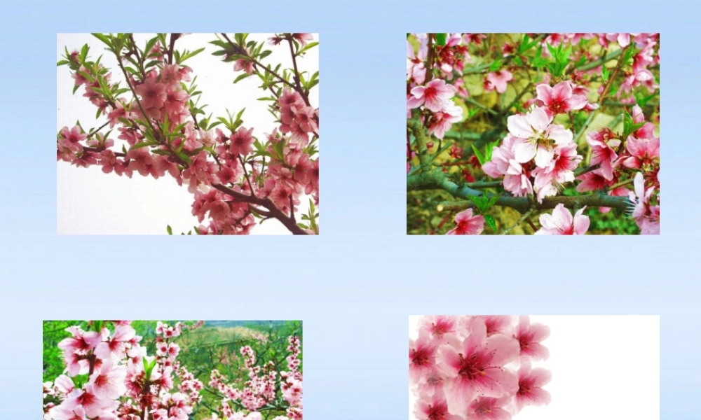 七年级生物上册 第三单元第三节开花和结果课件 人教新课标版 课件