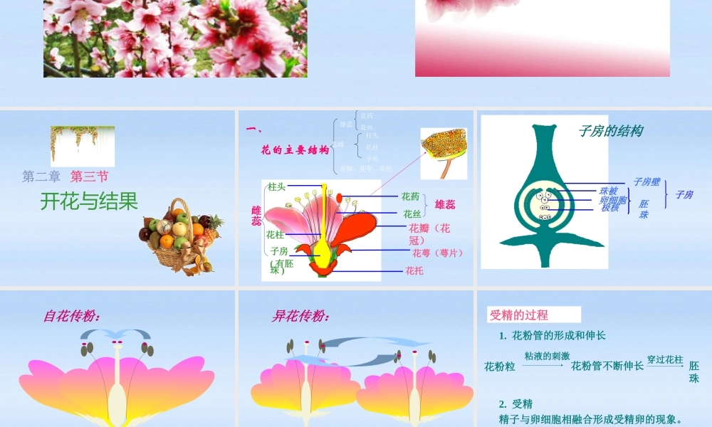七年级生物上册 第三单元第三节开花和结果课件 人教新课标版 课件