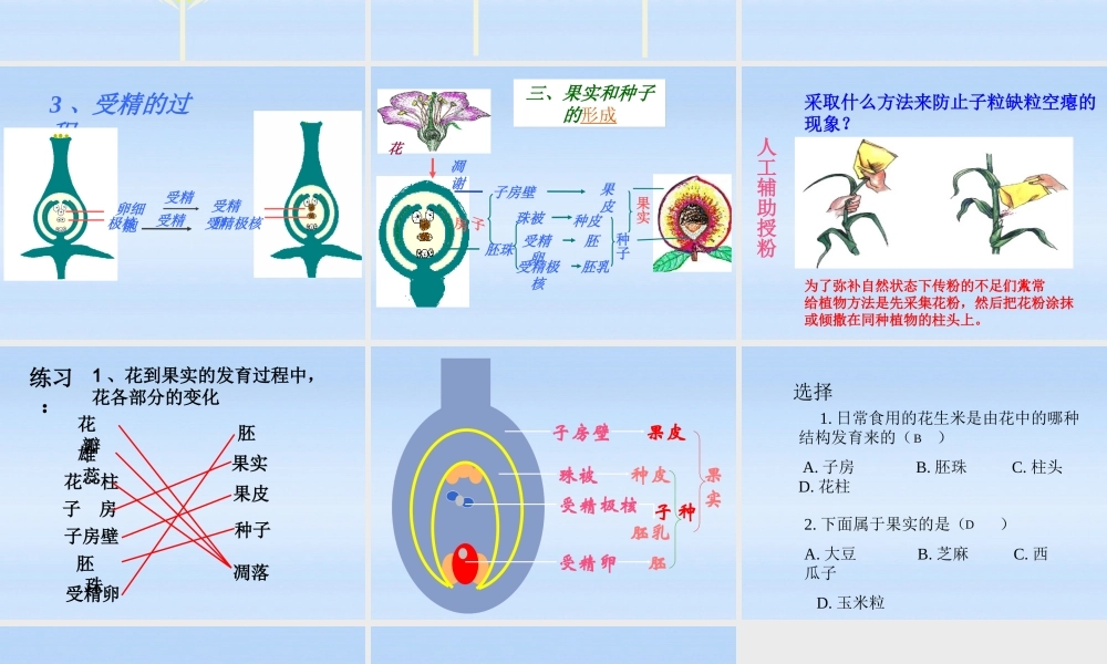 七年级生物上册 第三单元第三节开花和结果课件 人教新课标版 课件