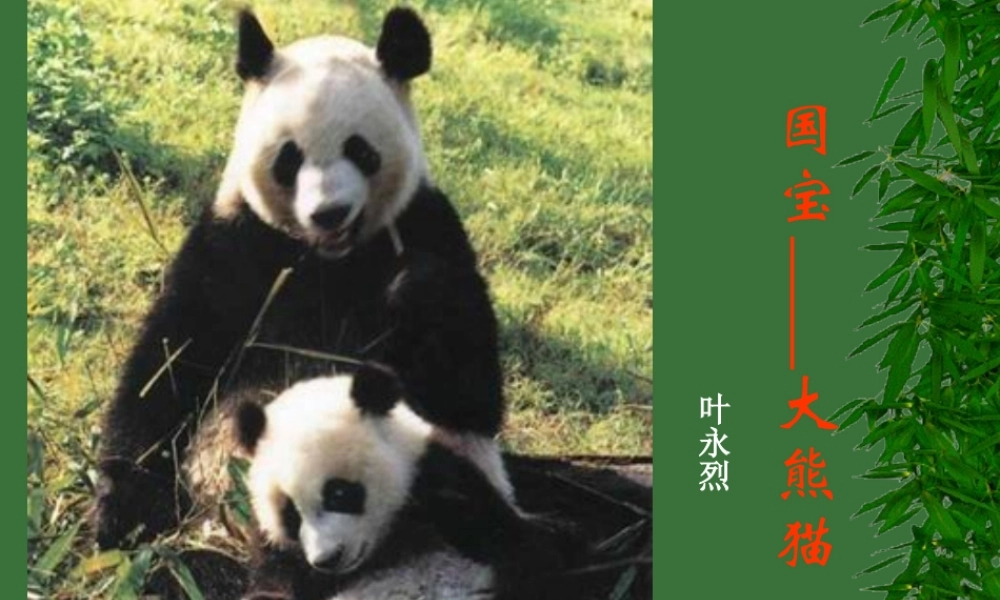 语文：4[1].17国宝大熊猫课件(苏教版七年级下)