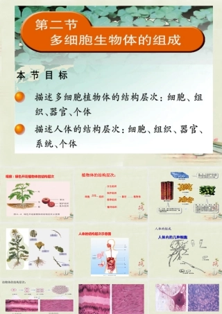 中学七年级生物上册 2.4.2 多细胞生物体的组成课件 (新版)苏教版 课件
