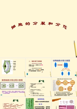 七年级生物上册(细胞的分裂和分化)课件 苏教版 课件