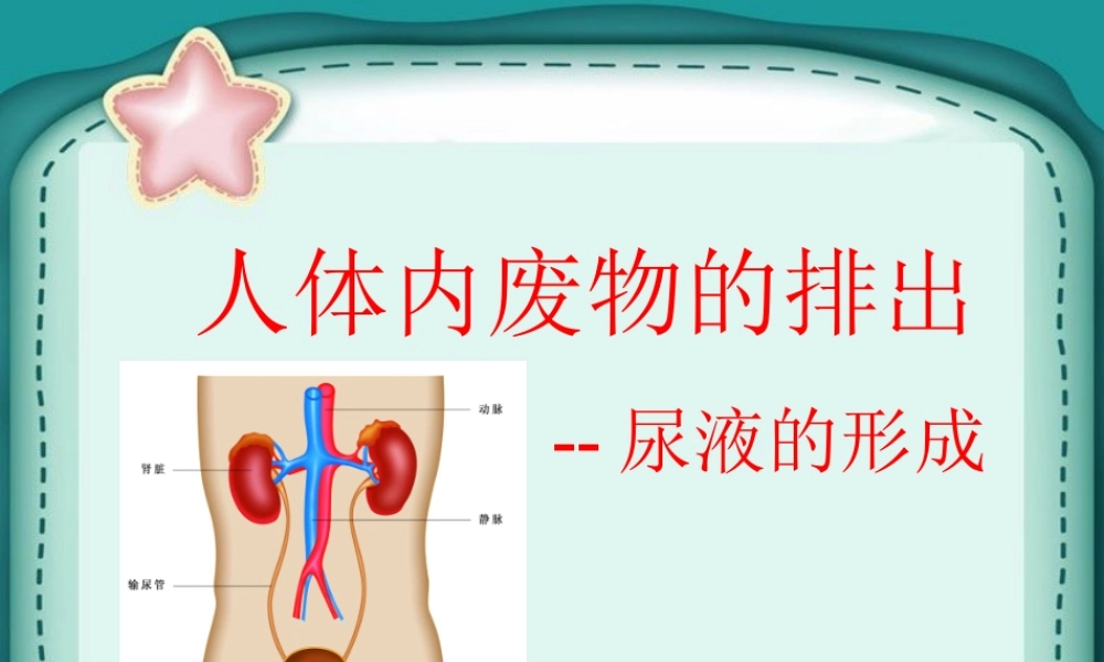 八年级生物上册 人体内废物的排出说课课件 苏科版 课件