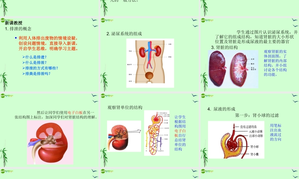 八年级生物上册 人体内废物的排出说课课件 苏科版 课件