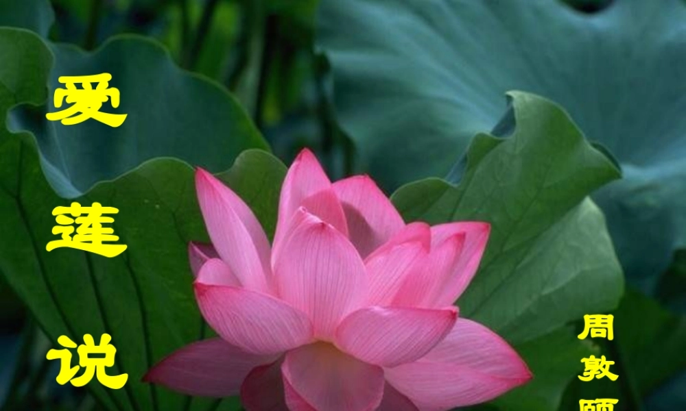 七年级语文下册 23(爱莲说)教学课件 语文版 课件