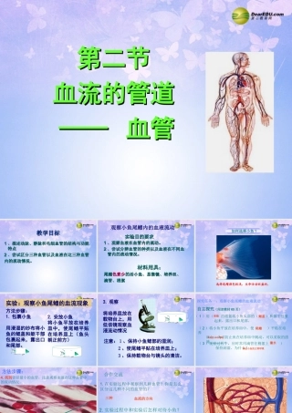 八年级生物上册 第四章 血管课件 鲁科版 课件