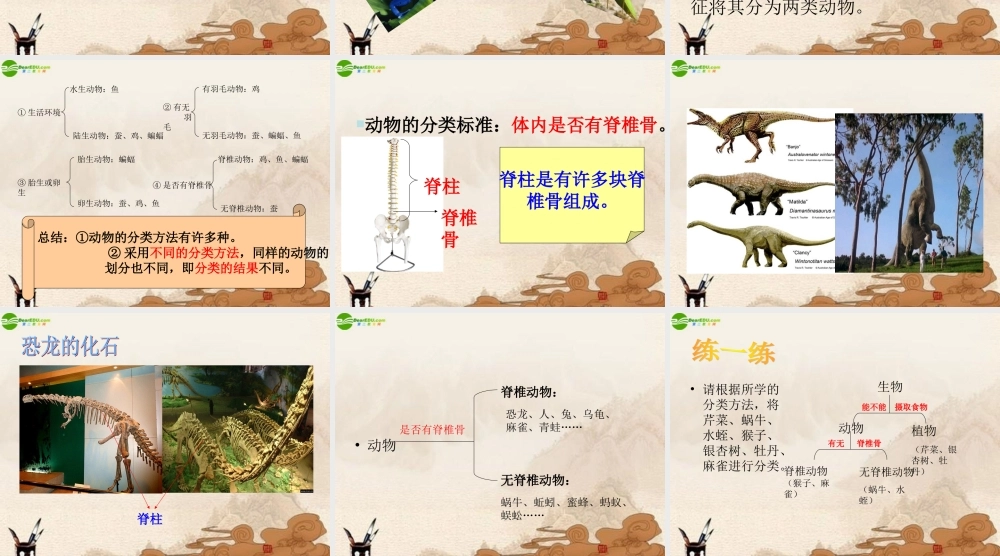 七年级科学上册 常见的动物(一) 课件 浙教版 课件