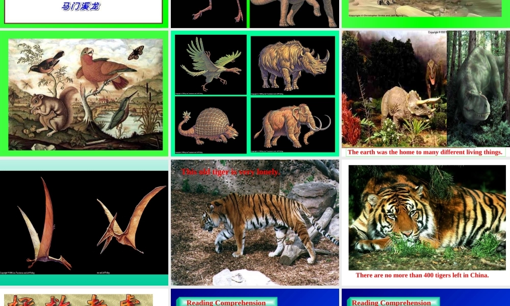 Unit-9--Animals-in-danger