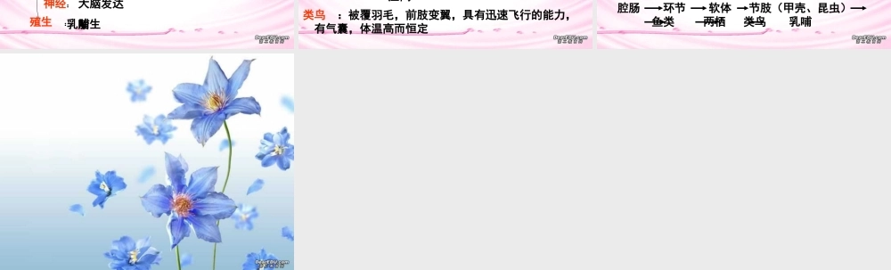 各种环境中的动物八年级生物上册第五单元第一章复习提纲 课件