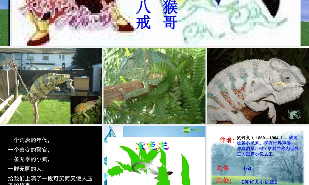 八年级语文下册(变色龙)课件 苏教版 课件