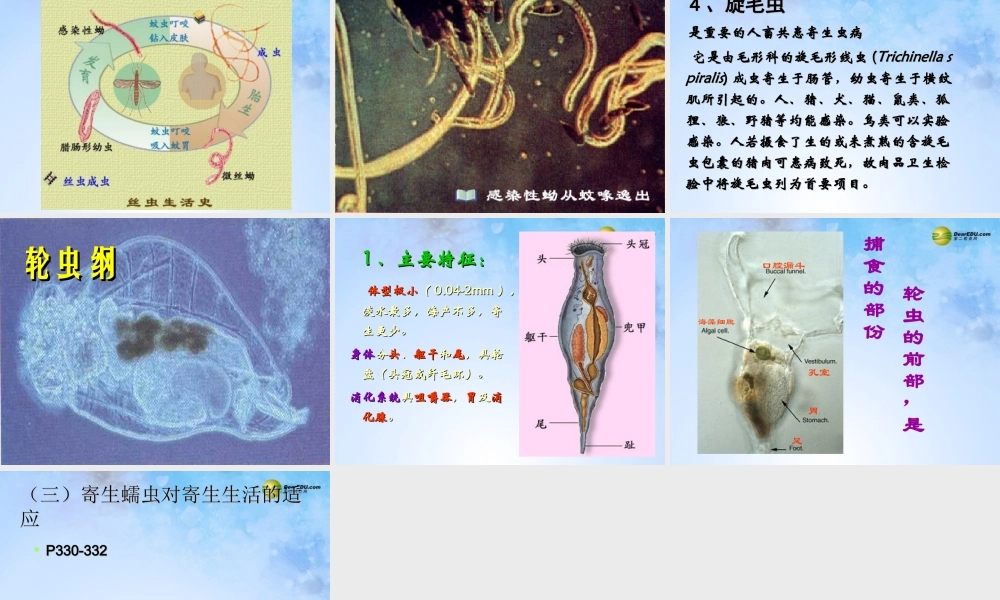 八年级生物上册 第五单元 1.2 线形动物课件 (新版)新人教版 课件