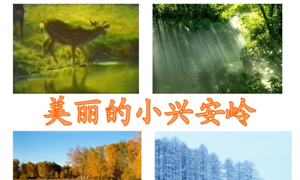 754美丽的小兴安岭