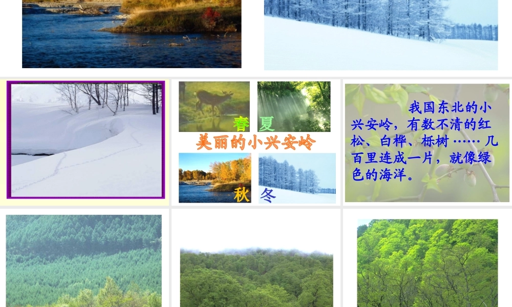 754美丽的小兴安岭