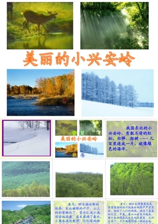 754美丽的小兴安岭