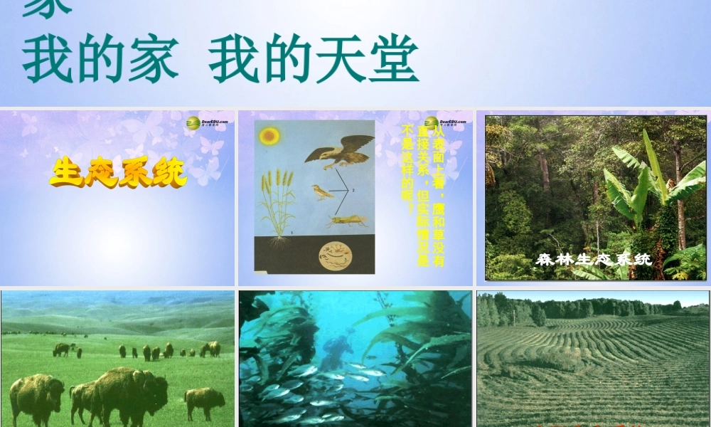 中学七年级生物上册 1.2.4 生态系统课件4 新人教版 课件